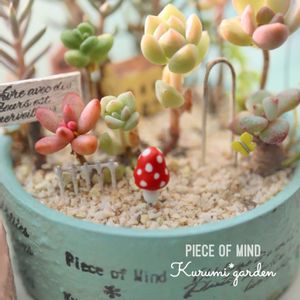 サボテン寄せ植え,多肉植物 寄せ植え,多肉植物 寄せ植え,多肉植物の寄せ植え,箱庭の画像
