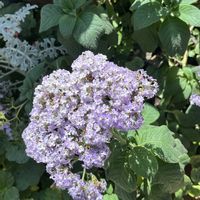 ヘリオトロープ,植物園,旅行先の画像