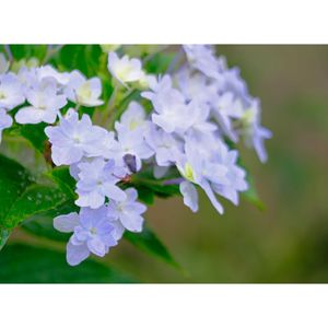 ガクアジサイ・隅田の花火,広い庭の画像