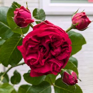 バラ,バラ,ガーデニング,花のある暮らし,バラのある暮らしの画像