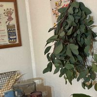 ユーカリ,いい香り,ドライフラワーのある暮らしの画像