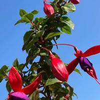 フクシア,フクシア,癒し,大好きな花,庭の画像