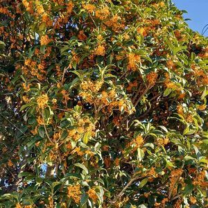 キンモクセイ,コスモス,ムクゲ,地植え,ガーデニングの画像