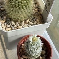 サボテン,兜丸,銀手毬,スーパー兜,多肉植物の画像