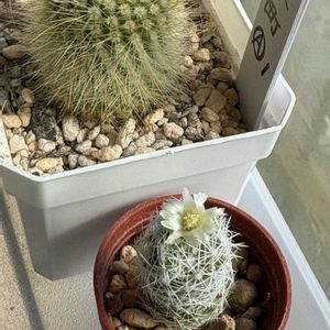 サボテン,兜丸,銀手毬,スーパー兜,多肉植物の画像