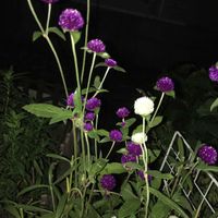 センニチコウの画像