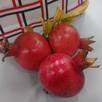 ザクロ,ざくろ（柘榴）,ザクロ( 柘榴 )の画像