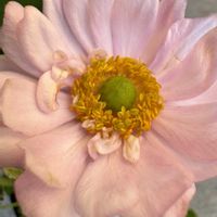 秋明菊,シュウメイギク（秋明菊）,八重咲き秋明菊ももね,秋明菊ももねの画像