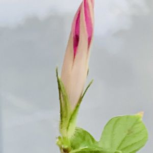 しだれ咲き朝顔 恋しぐれ,しだれ咲き朝顔 恋しぐれ,お花を楽しむ,タネラーさん集合,ベランダの画像