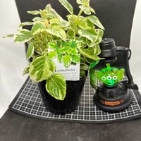 アロマティカス,多肉植物,観葉植物,プレクトランサス属,産直の画像