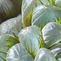 オブツーサ,ハオルチア,多肉植物,ハオルチア属,ベランダの画像