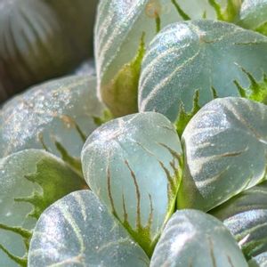 オブツーサ,ハオルチア,多肉植物,ハオルチア属,ベランダの画像