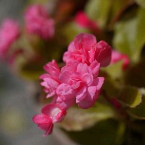 ベゴニア,鉢植え,可愛い〜♡,花のある暮らし,ありがとう❤️の画像