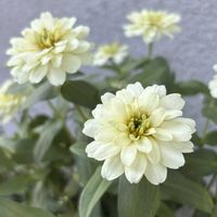 ジニア,パンジー・ビオラ,寄せ植え,GSのみなさんに感謝♡,お花のある暮らしの画像