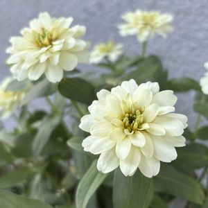 ジニア,パンジー・ビオラ,寄せ植え,GSのみなさんに感謝♡,お花のある暮らしの画像