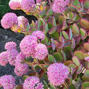 花壇,庭先,わが家の庭,小さな庭,庭の画像