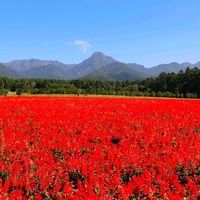 サルビア,赤い花,ガーデン,青空,花のある暮らしの画像