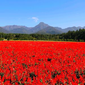 サルビア,赤い花,ガーデン,青空,花のある暮らしの画像