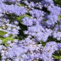 アゲラタム,鮮やか ,青紫色の花の画像