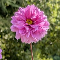 皇帝ダリア,公園散歩,今日のお散歩,歩くの大好き♡の画像