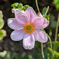 シュウメイギク,公園散歩,今日のお散歩,歩くの大好き♡の画像
