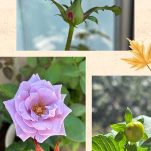 藤娘,マダムダリア,マダムダリア,シュペールバルク,眼鏡ケースの画像