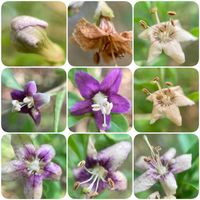 クコ,谷戸山公園の花達,ナス科クコ属,われら17年組,別名　ウルフベリー　ゴジベリーの画像