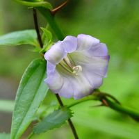 オトコエシ,オミナエシ,ツルリンドウ,山野草,お出かけ先の画像