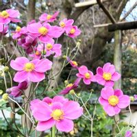 シュウメイギク,お出かけ先の画像