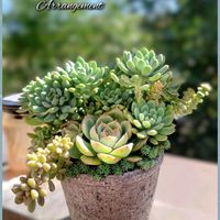 ブルーエルフ,多肉植物,育てやすい多肉植物,多肉植物寄せ植え,多肉棚の画像