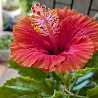 クワズイモ,ハイビスカス,秋明菊,꒰ღ˘◡˘ற꒱かわゅ~,花のある暮らしの画像