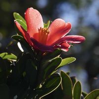 ツバキ,アザレアツバキ,花のある暮らし,真っ赤な花,赤色の花の画像