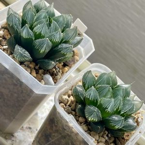 ハオルチア,オブツーサ交配,多肉植物,観葉植物,ハオルチア属の画像