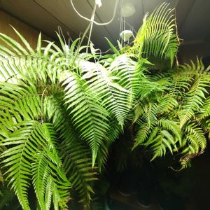 キンモウコウ,観葉植物,シダ植物,癒し,インテリアグリーンの画像