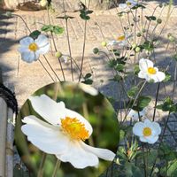シュウメイギク,シュウメイギク,シュウメイギク,シュウメイギク,川越　時の鐘の画像