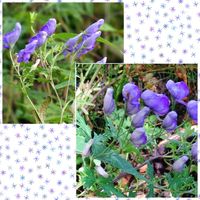 トリカブト,山野草,今日のお花,入笠湿原,青い花マニアの画像