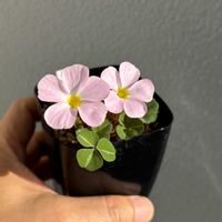 オキザリス,多肉植物,球根植物,オキザリス属, オキザリスの画像