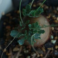 ハオルチア,多肉植物,観葉植物,塊根植物,サボテン科の画像