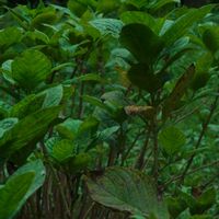 ハオルチア,多肉植物,観葉植物,塊根植物,サボテン科の画像