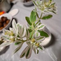 ハツユキソウの画像