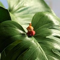 モンステラ,観葉植物,ミー,観葉植物を楽しむ,ムーミンの日の画像