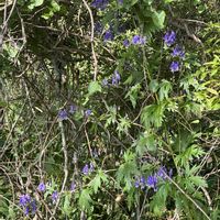 トリカブト,今日のお花,湿原の植物の画像