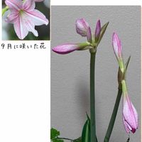 アマリリス,アマリリス,金曜日の蕾たち,小さな小さな庭( ᐡ ᵔᴥᵔ ᐡ ),秋の訪れ( ᐡ ᵔᴥᵔ ᐡ )の画像