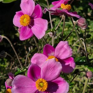 コルチカム,バラ,秋明菊,秋明菊,シャラノキの画像