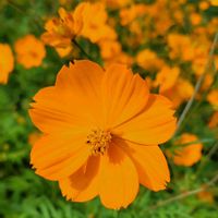 キバナコスモス,山野草,野草,野の花,スマホ撮影の画像