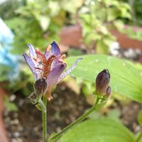 ホトトギス,野草,金曜日の蕾たち,小さな庭の画像