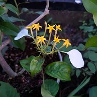コンロンカ,花のある暮らし,育てる喜び,いつもありがとう(*^。^*)✌️,庭の画像