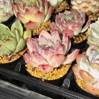 多肉植物,葉挿し,エケベリア属,バルビナエア属,カリロア属の画像