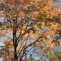 ハナミズキ,逆光,紅葉（こうよう）,秋晴れ,葉っぱ好きの画像