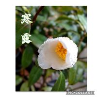 ツバキ,茶花,祈り,お家園芸,金曜日の蕾たちの画像